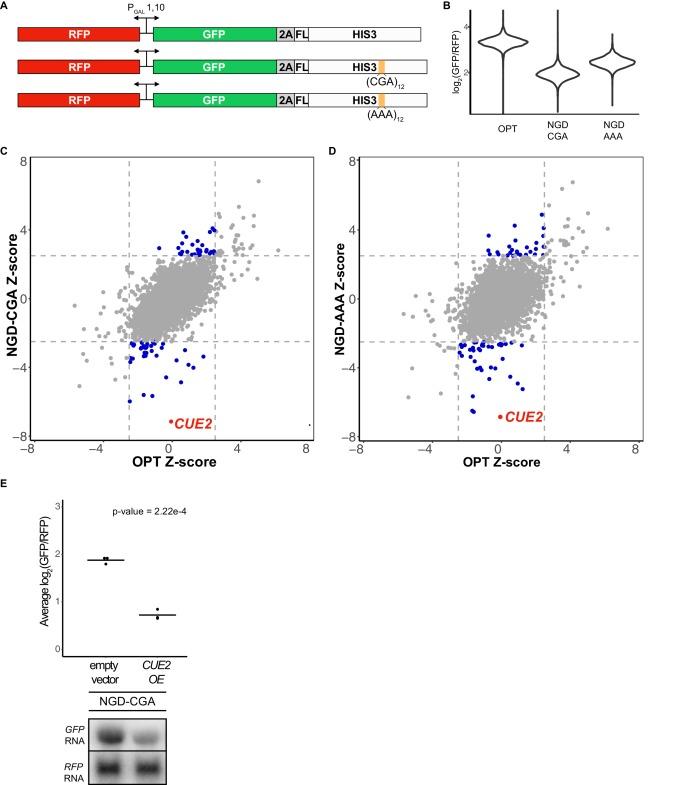 https://cdn.ncbi.nlm.nih.gov/pmc/blobs/3d68/6598757/03b351d19f51/elife-49117-fig1.jpg