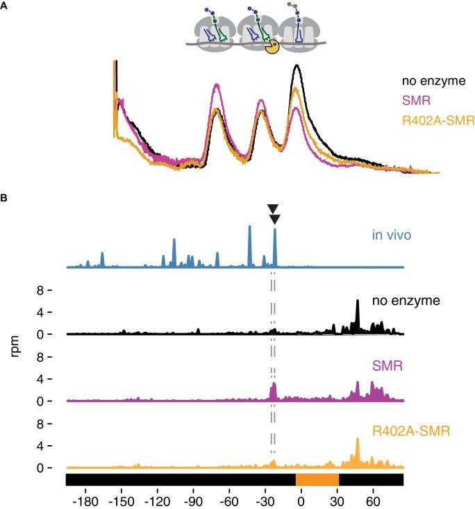 https://cdn.ncbi.nlm.nih.gov/pmc/blobs/3d68/6598757/08c9e8499415/elife-49117-fig5.jpg