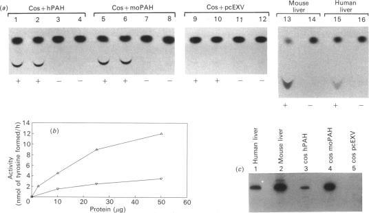 https://cdn.ncbi.nlm.nih.gov/pmc/blobs/3d6b/1131302/c9a2464feab7/biochemj00185-0127-a.jpg