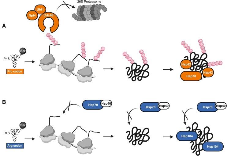 https://cdn.ncbi.nlm.nih.gov/pmc/blobs/3d6b/12082455/4ec3431b3f85/gkaf428fig7.jpg
