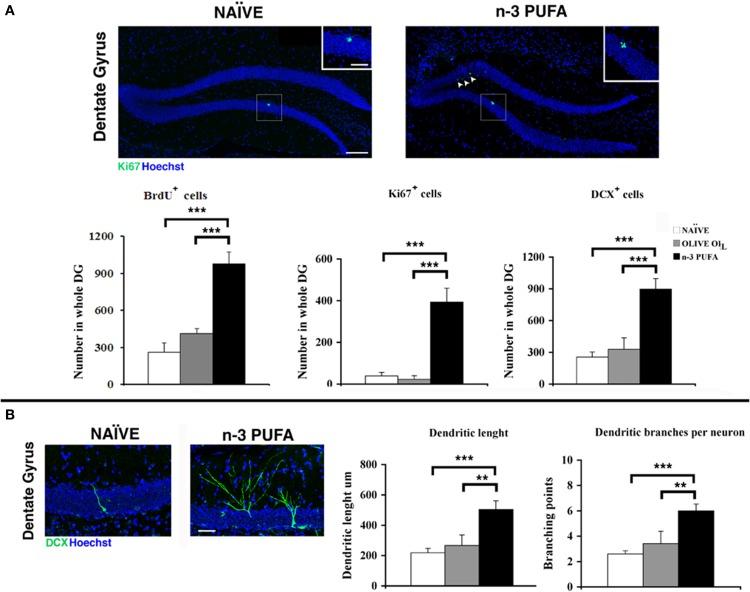 https://cdn.ncbi.nlm.nih.gov/pmc/blobs/3d73/4142709/28a3639e9fd1/fnagi-06-00220-g0005.jpg