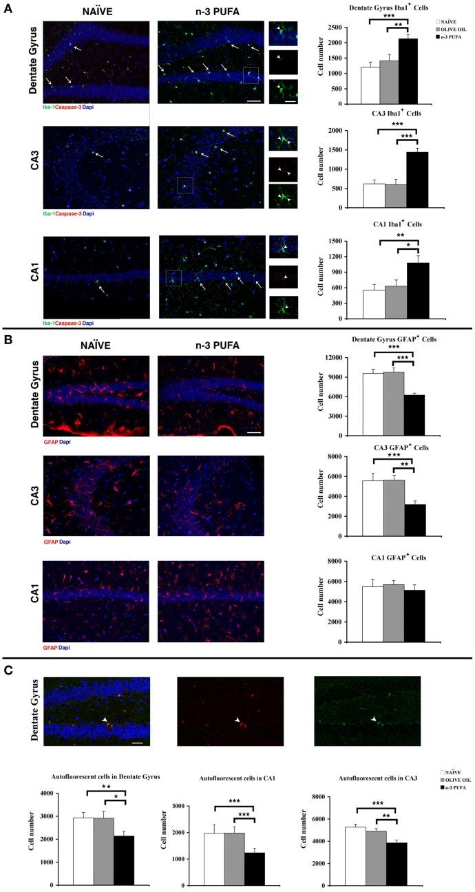https://cdn.ncbi.nlm.nih.gov/pmc/blobs/3d73/4142709/7564559077c7/fnagi-06-00220-g0004.jpg