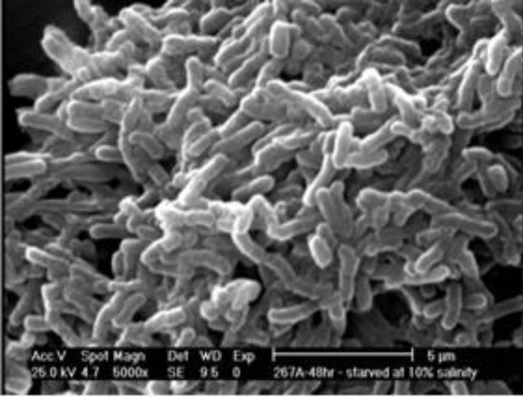 https://cdn.ncbi.nlm.nih.gov/pmc/blobs/3d74/8061325/82919db3dd3f/IJBMS-24-143-g002.jpg