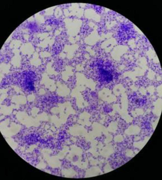 https://cdn.ncbi.nlm.nih.gov/pmc/blobs/3d74/8061325/b6b229e109b7/IJBMS-24-143-g001.jpg