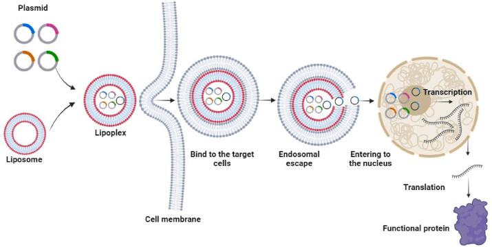 https://cdn.ncbi.nlm.nih.gov/pmc/blobs/3d75/11252464/24018b32b863/gr3.jpg