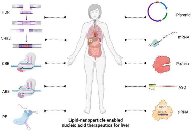 https://cdn.ncbi.nlm.nih.gov/pmc/blobs/3d75/11252464/bc1bb575a631/ga1.jpg
