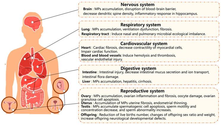 https://cdn.ncbi.nlm.nih.gov/pmc/blobs/3d75/11755607/14974a2e80ce/jox-15-00006-g003.jpg
