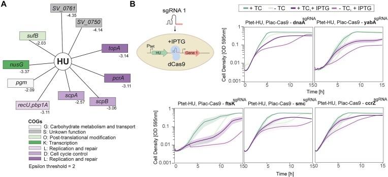 https://cdn.ncbi.nlm.nih.gov/pmc/blobs/3d78/12014288/1326d82039ee/gkaf312fig7.jpg