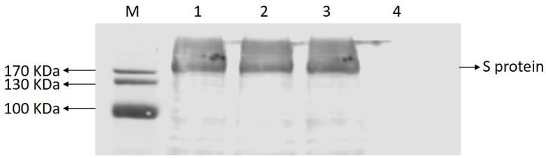 https://cdn.ncbi.nlm.nih.gov/pmc/blobs/3d79/9456025/def7a989245f/ijms-23-09674-g003.jpg
