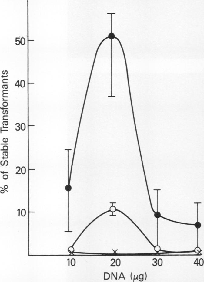 https://cdn.ncbi.nlm.nih.gov/pmc/blobs/3d7b/367891/130cc0234f1a/molcellb00080-0105-b.jpg
