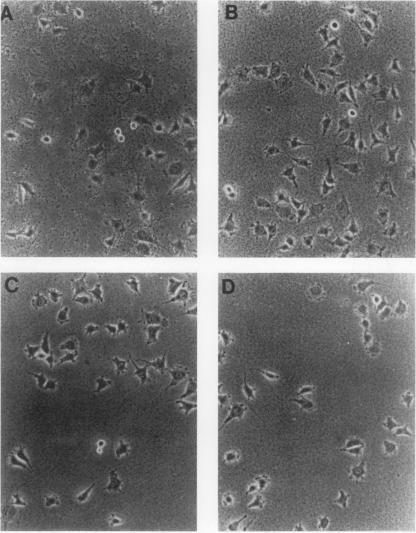 https://cdn.ncbi.nlm.nih.gov/pmc/blobs/3d7b/367891/5d95f1beea5a/molcellb00080-0106-a.jpg