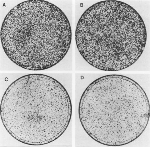 https://cdn.ncbi.nlm.nih.gov/pmc/blobs/3d7b/367891/ad22b4b93a28/molcellb00080-0109-a.jpg