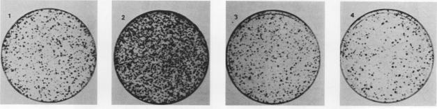 https://cdn.ncbi.nlm.nih.gov/pmc/blobs/3d7b/367891/ec2fdf6cc583/molcellb00080-0105-a.jpg