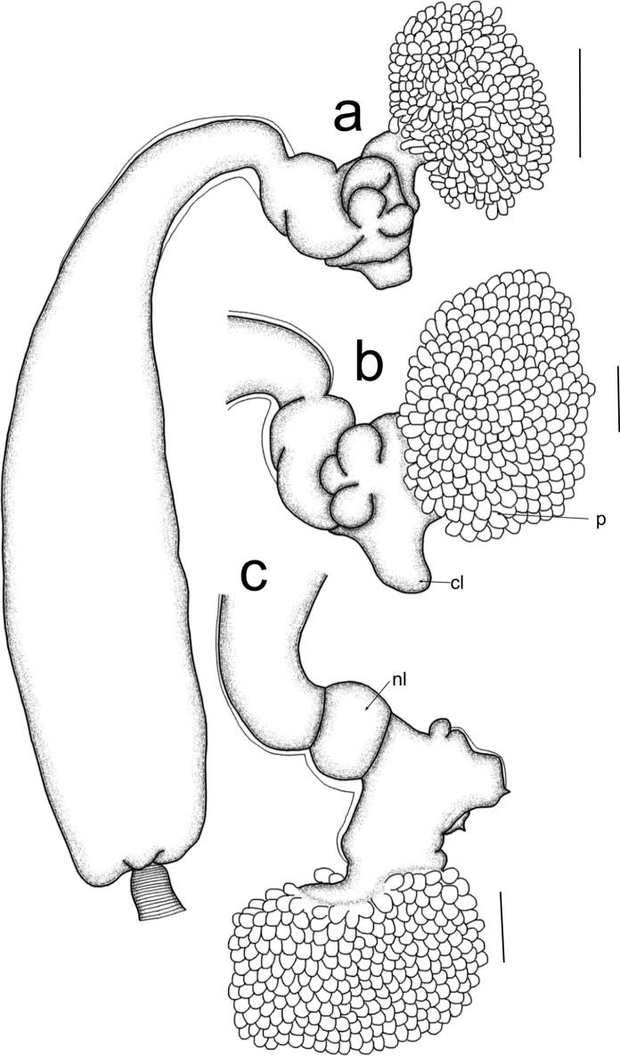 https://cdn.ncbi.nlm.nih.gov/pmc/blobs/3d7d/11035446/27e40c2b0160/11230_2024_10157_Fig6_HTML.jpg