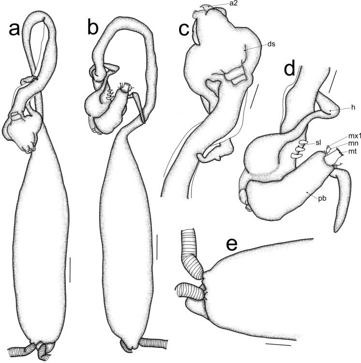https://cdn.ncbi.nlm.nih.gov/pmc/blobs/3d7d/11035446/8b4e094e0b6d/11230_2024_10157_Fig5_HTML.jpg