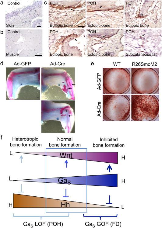 https://cdn.ncbi.nlm.nih.gov/pmc/blobs/3d82/3917515/eee567fc5d6d/nihms508101f6.jpg