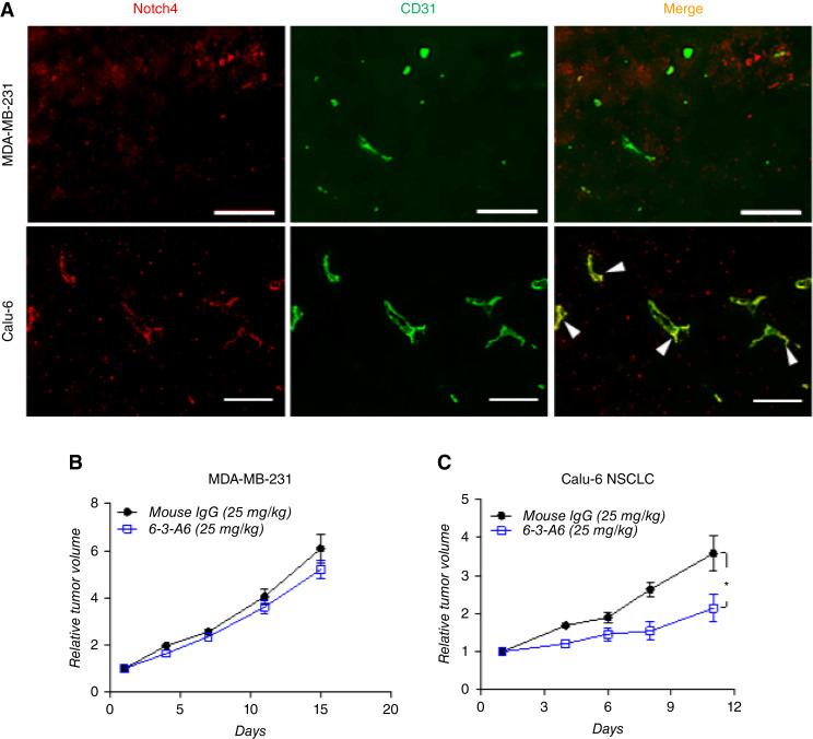 https://cdn.ncbi.nlm.nih.gov/pmc/blobs/3d85/11289863/01fb3fd75d28/crc-24-0081_f2.jpg