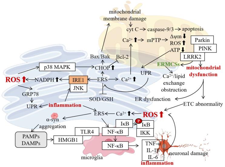 https://cdn.ncbi.nlm.nih.gov/pmc/blobs/3d85/11989508/86875be0ba30/ijms-26-03367-g004.jpg