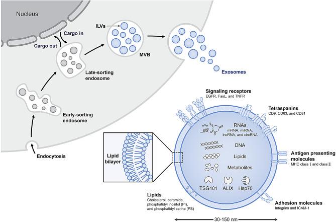 https://cdn.ncbi.nlm.nih.gov/pmc/blobs/3d86/11921732/f7878ee8494f/12951_2025_3300_Fig1_HTML.jpg