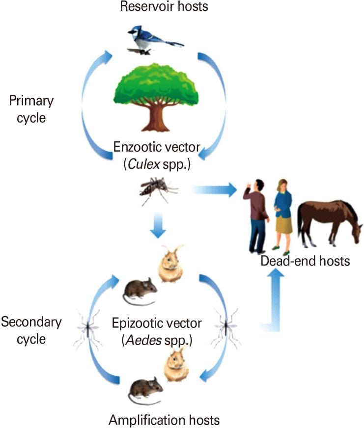 https://cdn.ncbi.nlm.nih.gov/pmc/blobs/3d8a/3890452/eeb2b132ff2b/cevr-3-58-g005.jpg