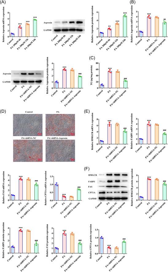 https://cdn.ncbi.nlm.nih.gov/pmc/blobs/3d8b/10436697/8691c88c248b/IID3-11-e947-g006.jpg