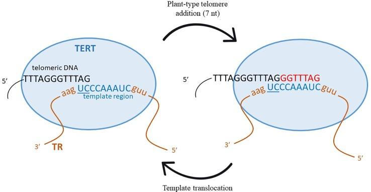 https://cdn.ncbi.nlm.nih.gov/pmc/blobs/3d9f/7046594/008561fcb3a9/fpls-11-00117-g001.jpg