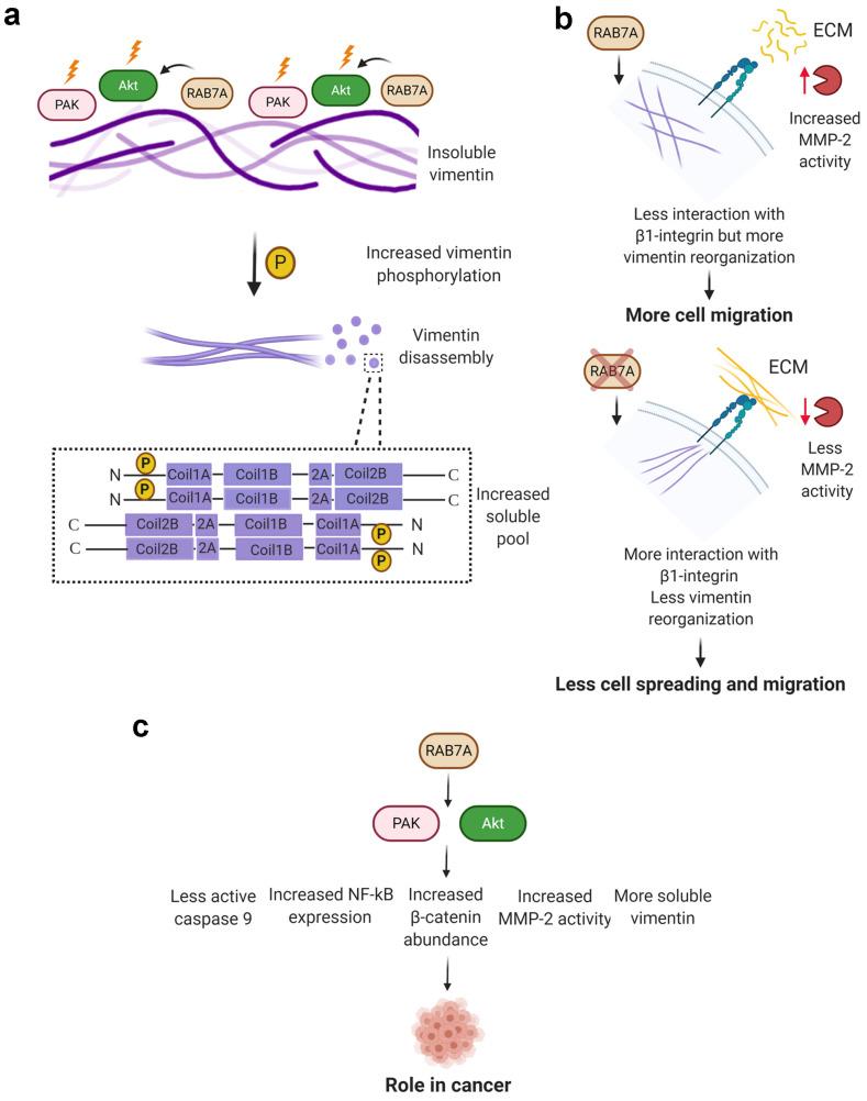 https://cdn.ncbi.nlm.nih.gov/pmc/blobs/3da2/8125308/c09965cff884/cancers-13-02220-g008.jpg