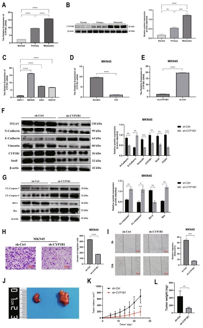 https://cdn.ncbi.nlm.nih.gov/pmc/blobs/3da6/12014852/c00dfb0f9534/CAM4-14-e70907-g002.jpg