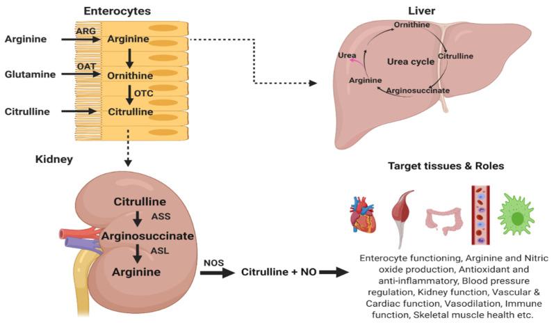 https://cdn.ncbi.nlm.nih.gov/pmc/blobs/3da6/8621968/08dacaff3491/nutrients-13-03782-g003.jpg