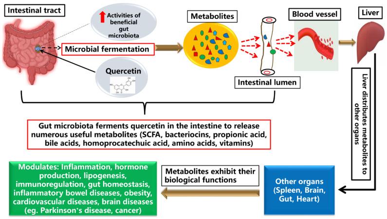 https://cdn.ncbi.nlm.nih.gov/pmc/blobs/3da6/8621968/49a38b111bc1/nutrients-13-03782-g004.jpg