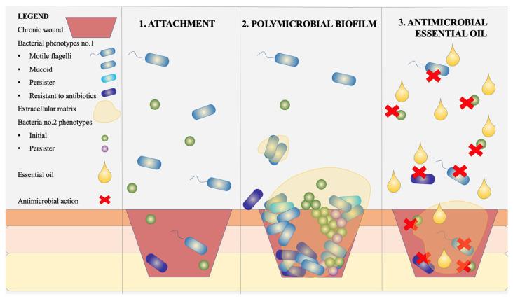 https://cdn.ncbi.nlm.nih.gov/pmc/blobs/3da9/12024689/3f16f3b280b6/biomedicines-13-00962-g001.jpg