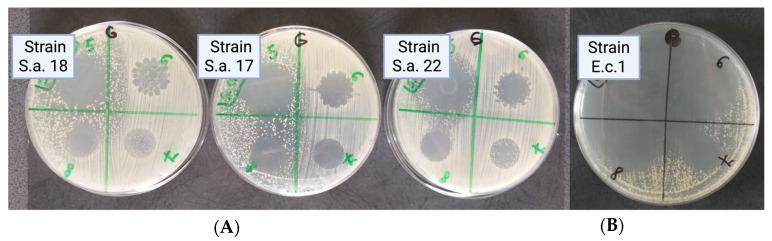 https://cdn.ncbi.nlm.nih.gov/pmc/blobs/3da9/12024689/a5ab45522cee/biomedicines-13-00962-g005.jpg