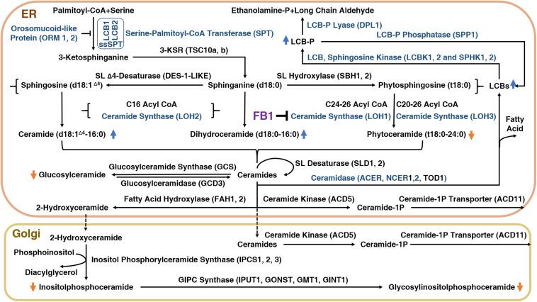 https://cdn.ncbi.nlm.nih.gov/pmc/blobs/3daa/7652989/93b3efce16b5/fpls-11-600458-g001.jpg