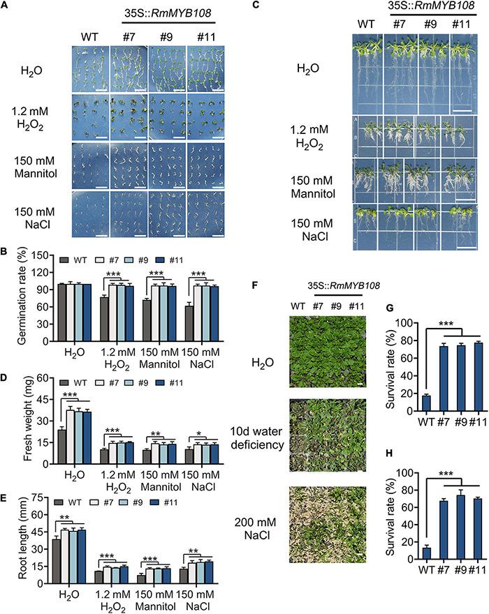 https://cdn.ncbi.nlm.nih.gov/pmc/blobs/3dac/8353178/405d837799be/fpls-12-696919-g008.jpg