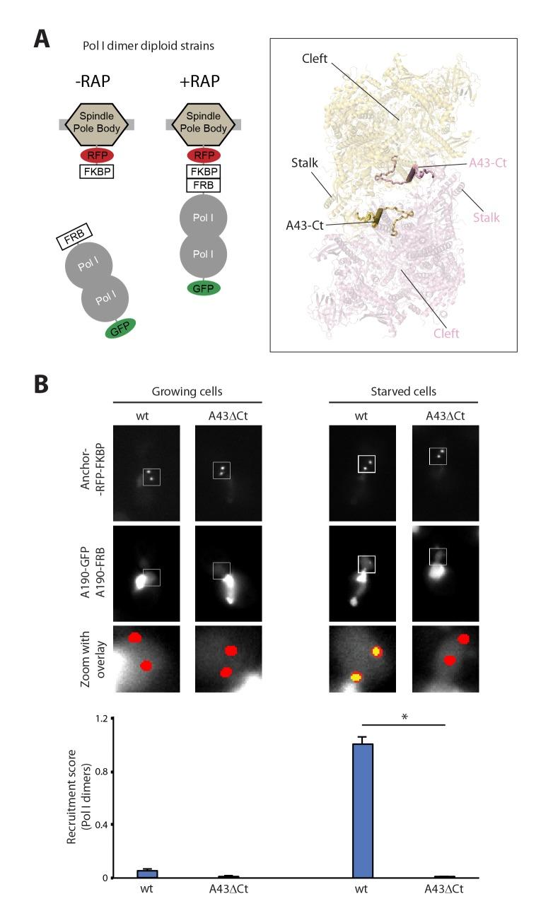 https://cdn.ncbi.nlm.nih.gov/pmc/blobs/3daf/5362265/3f7e9f35f35f/elife-20832-fig1.jpg