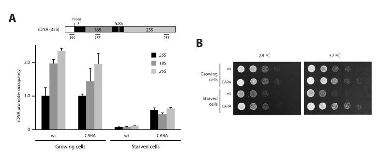 https://cdn.ncbi.nlm.nih.gov/pmc/blobs/3daf/5362265/439e7c9e4637/elife-20832-fig3-figsupp2.jpg