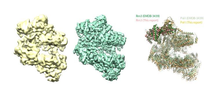 https://cdn.ncbi.nlm.nih.gov/pmc/blobs/3daf/5362265/4d783a3dbf7c/elife-20832-fig6-figsupp1.jpg