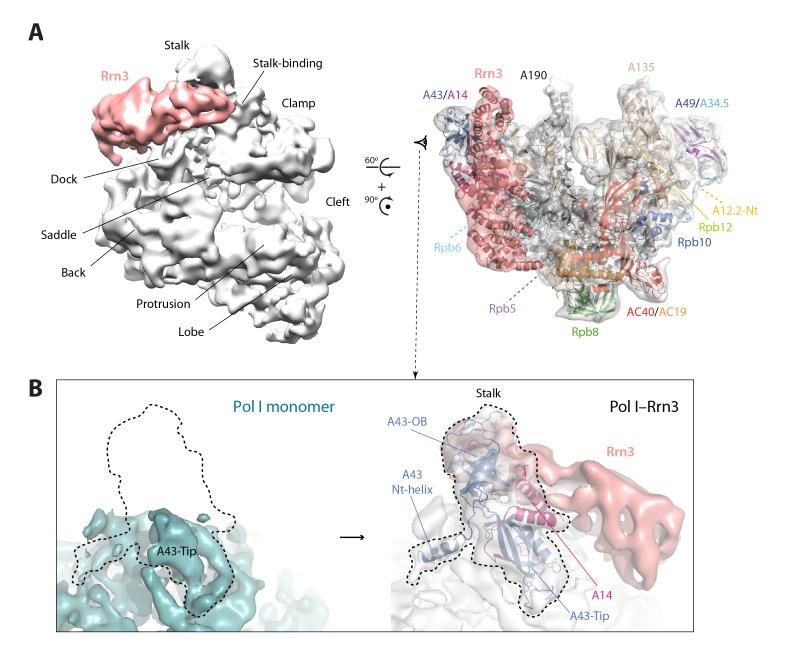 https://cdn.ncbi.nlm.nih.gov/pmc/blobs/3daf/5362265/c56543e07efb/elife-20832-fig6.jpg