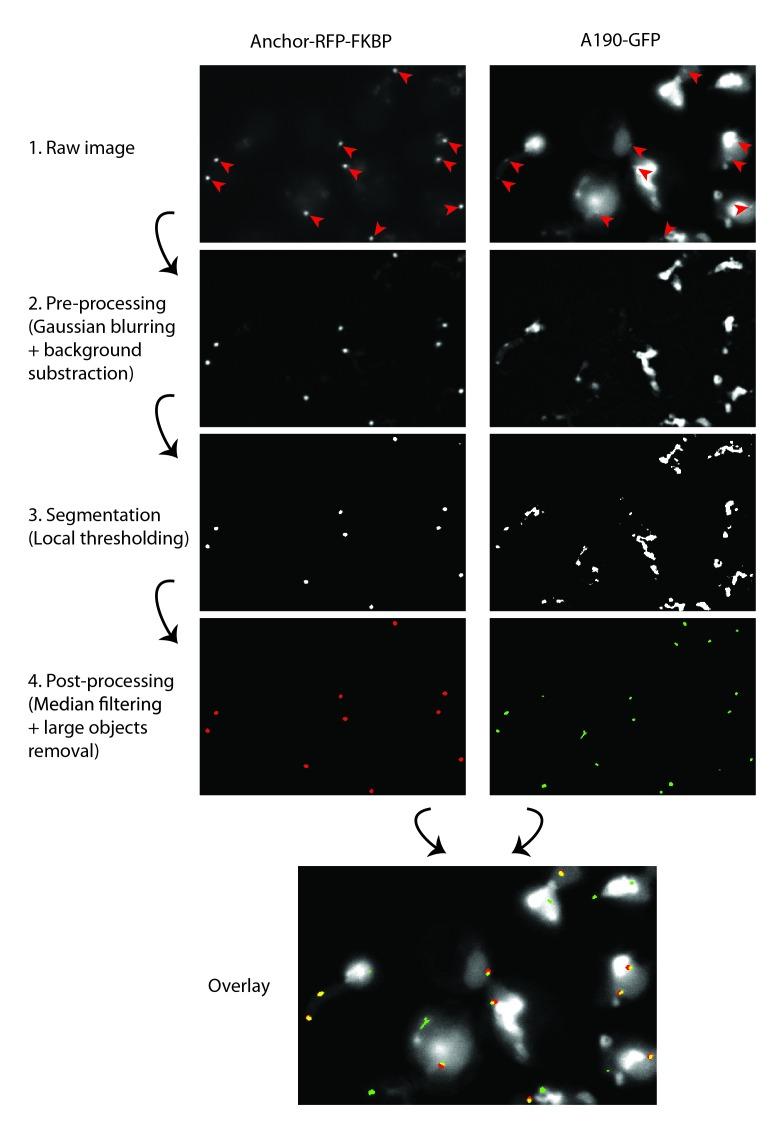 https://cdn.ncbi.nlm.nih.gov/pmc/blobs/3daf/5362265/cf9c82b4f55a/elife-20832-fig1-figsupp2.jpg