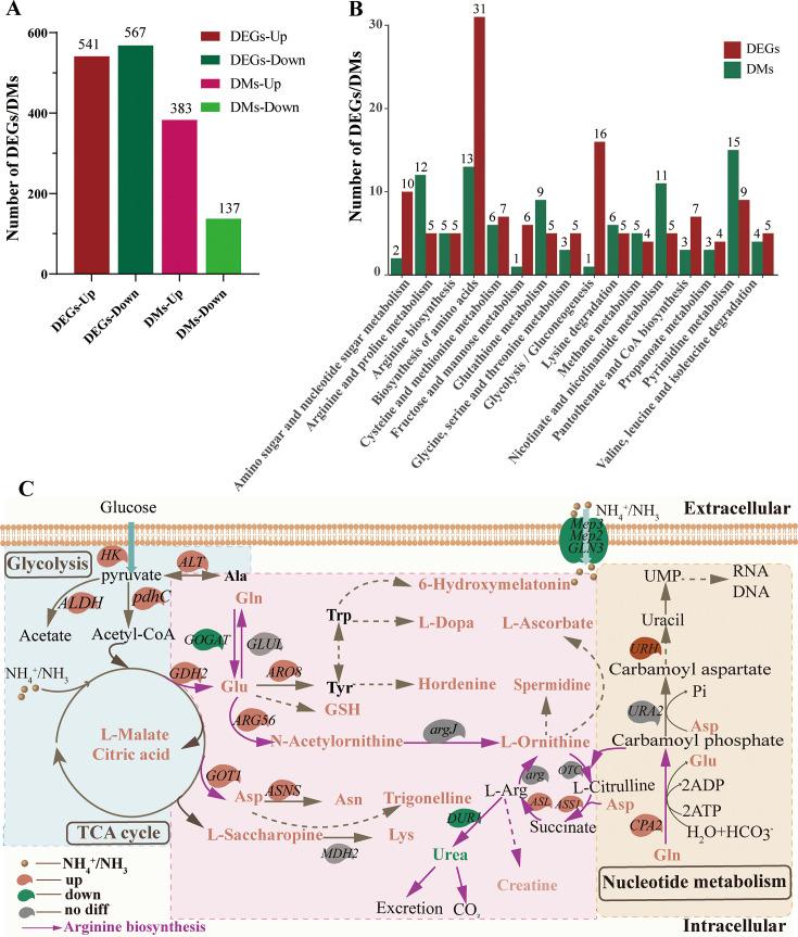https://cdn.ncbi.nlm.nih.gov/pmc/blobs/3db1/12175507/e572d0c8dae2/aem.02211-24.f006.jpg