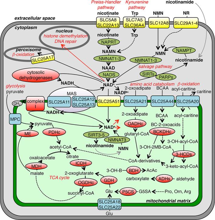 https://cdn.ncbi.nlm.nih.gov/pmc/blobs/3db5/9311062/c26ccfa9c0e2/IUB-74-592-g003.jpg