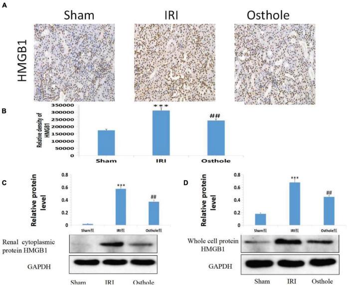 https://cdn.ncbi.nlm.nih.gov/pmc/blobs/3dbb/8727455/80643c927db7/fphys-12-735425-g008.jpg