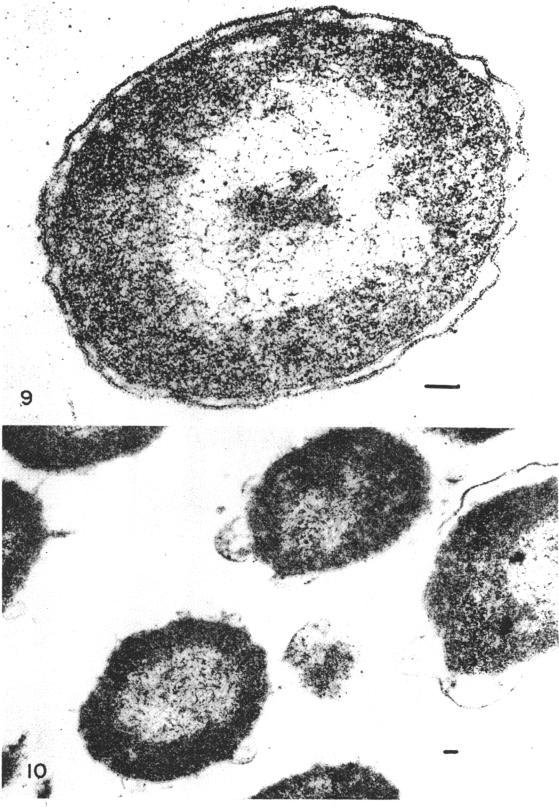 https://cdn.ncbi.nlm.nih.gov/pmc/blobs/3dbd/276888/8e6d77bedf58/jbacter00406-0525-a.jpg