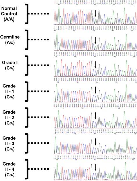 https://cdn.ncbi.nlm.nih.gov/pmc/blobs/3dc8/5307647/fffbe11b033d/12885_2017_3127_Fig3_HTML.jpg