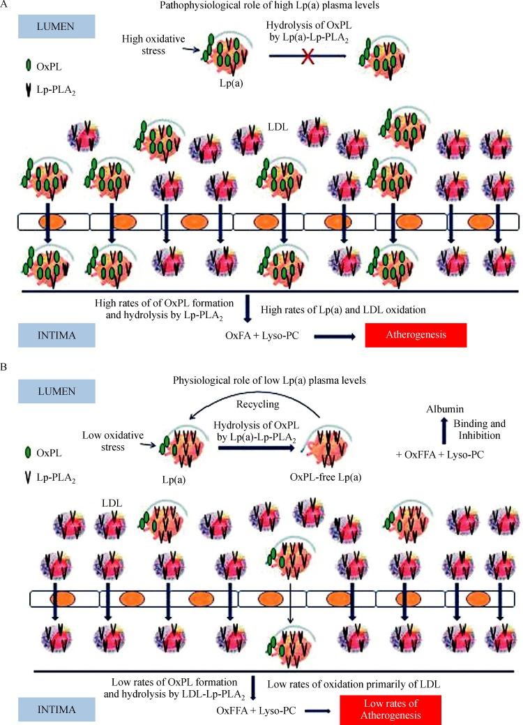 https://cdn.ncbi.nlm.nih.gov/pmc/blobs/3dc9/5956253/c861eecbbc6f/jbr-32-01-13-fig1.jpg