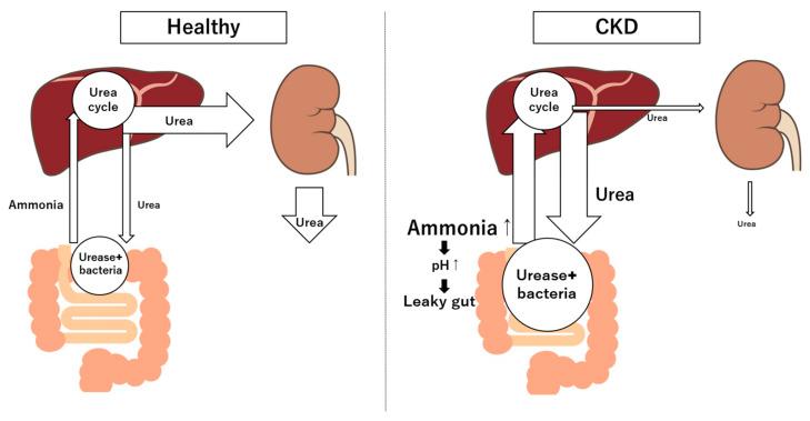 https://cdn.ncbi.nlm.nih.gov/pmc/blobs/3dca/11719742/e9ba1adcbe6b/diagnostics-15-00021-g002.jpg