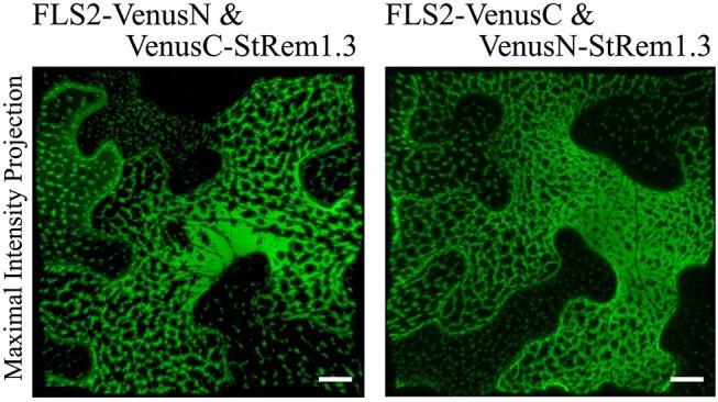 https://cdn.ncbi.nlm.nih.gov/pmc/blobs/3dcb/6547045/0440add49a37/fpls-10-00635-g0001.jpg