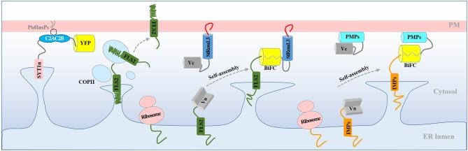 https://cdn.ncbi.nlm.nih.gov/pmc/blobs/3dcb/6547045/43d140022357/fpls-10-00635-g0006.jpg