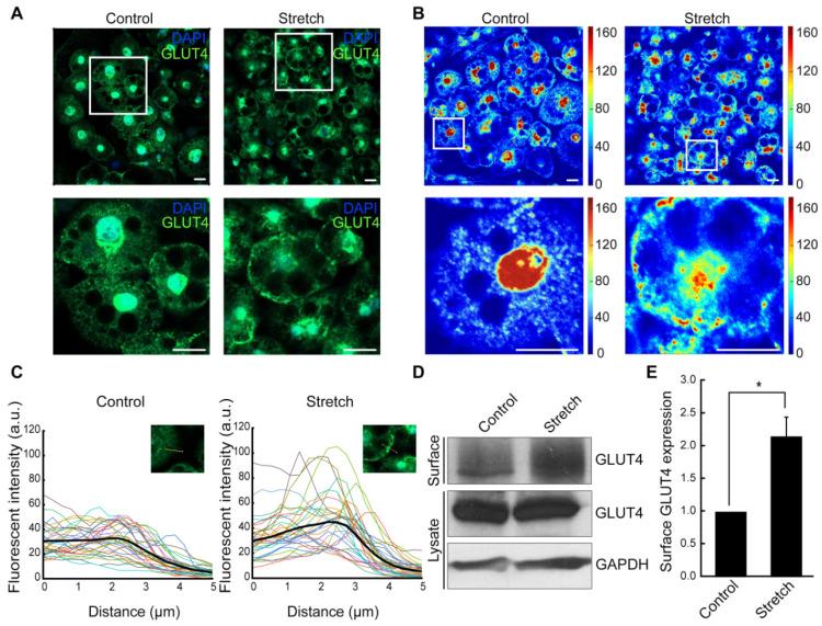 https://cdn.ncbi.nlm.nih.gov/pmc/blobs/3dce/11673816/d2fea3a398ab/bioengineering-11-01279-g002.jpg