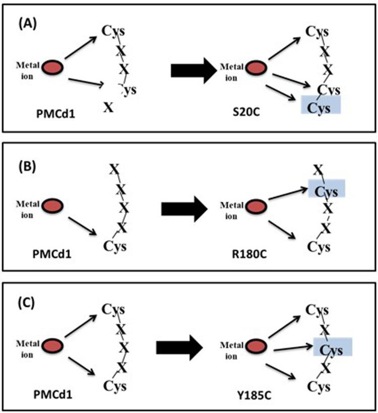 https://cdn.ncbi.nlm.nih.gov/pmc/blobs/3dce/12097635/865ce6418ed3/pone.0324322.g010.jpg